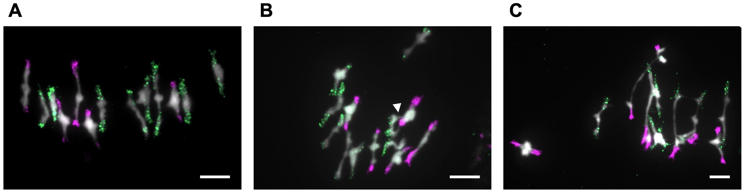 Des sondes sp��cifiques des g��nomes d��Arabidopsis thaliana (magenta) et d��Arabidopsis arenosa (vert) ont ��t�� hybrid��es sur les chromosomes m��iotiques de plantes n��osynth��tis��es en m��taphase I color��s avec un intercalant de l��ADN (blanc). ?Floriane Ch��ron 