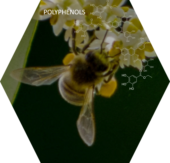 Polypenols