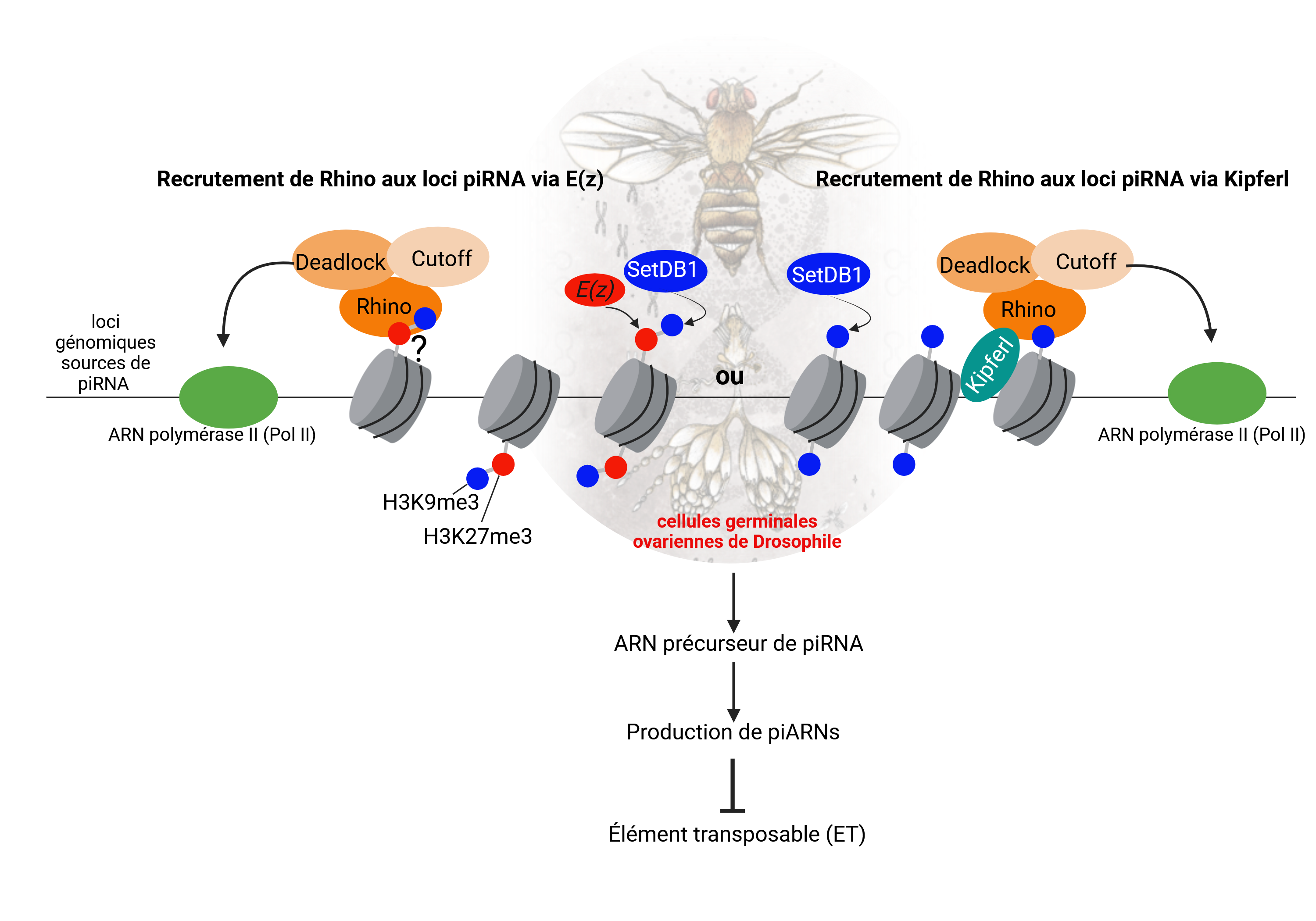 ? Emilie Brasset & Abdou Akkouche Figure : Rhino, prot��ine cl�� dans l��identit�� et l��expression de r��gion productrice de piARN, est recrut��e sur des r��gions enrichies en H3K9me3 et H3K27me3. E(z) est responsable du d��p?t de la marques H3K27me3.